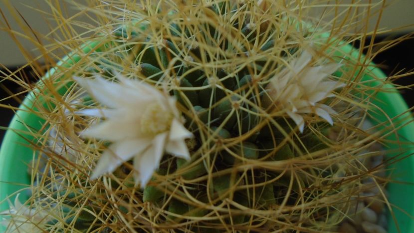 Mammillaria decipiens ssp. camptotricha - Cactusi 2019 bis bis