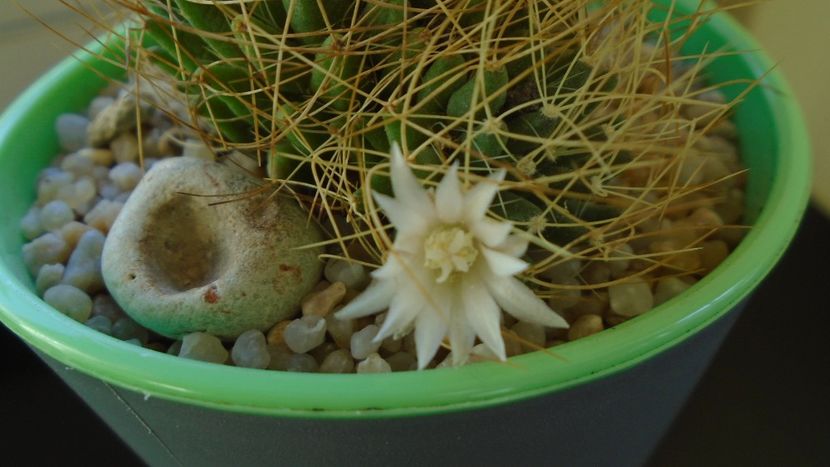 Mammillaria decipiens ssp. camptotricha - Cactusi 2019 bis bis