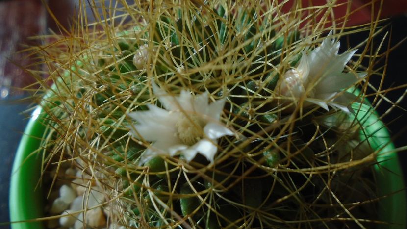 Mammillaria decipiens ssp. camptotricha - Cactusi 2019 bis bis