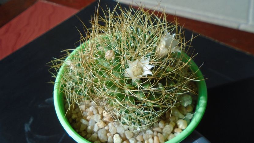 Mammillaria decipiens ssp. camptotricha - Cactusi 2019 bis bis