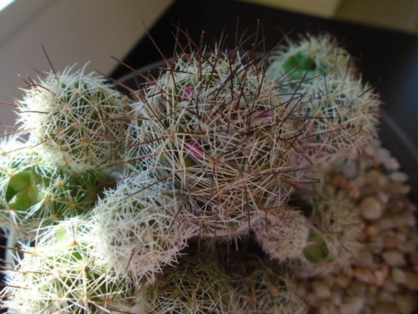 Mammillaria vetula ssp. gracilis cv. Antje - Cactusi 2019 bis bis