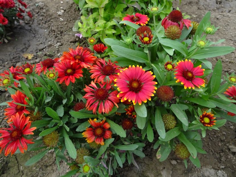  - GAILLARDIA PITICA