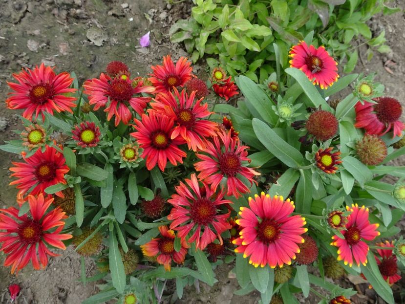  - GAILLARDIA PITICA