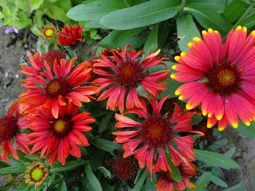  - GAILLARDIA PITICA