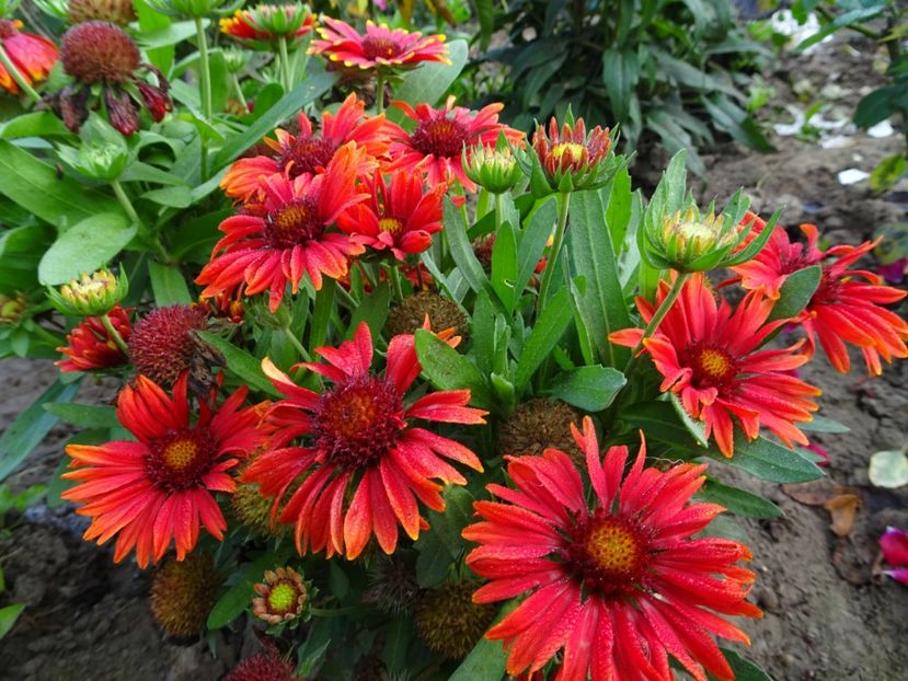  - GAILLARDIA PITICA