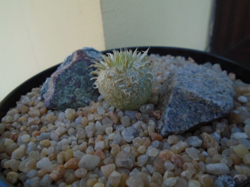 Pachypodium enigmaticum - Caudiciforme si bulbi 2019 bis