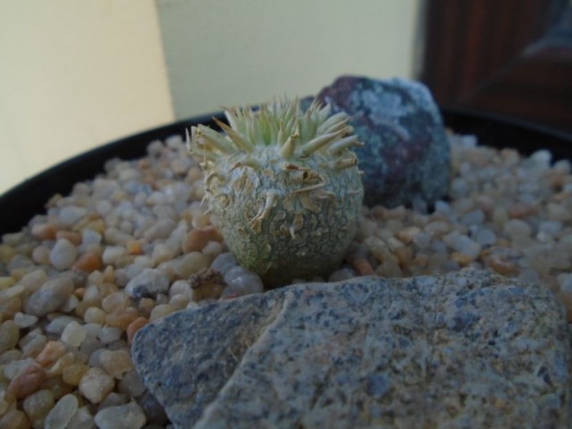 Pachypodium enigmaticum - Caudiciforme si bulbi 2019 bis