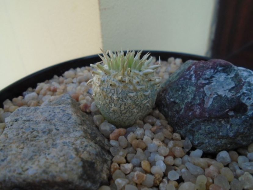 Pachypodium enigmaticum - Caudiciforme si bulbi 2019 bis