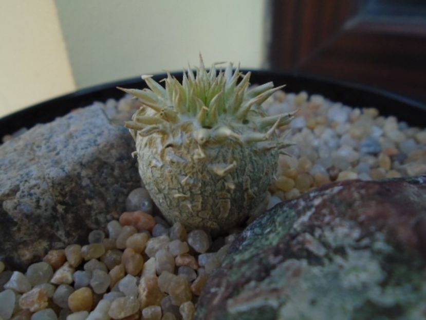 Pachypodium enigmaticum - Caudiciforme si bulbi 2019 bis