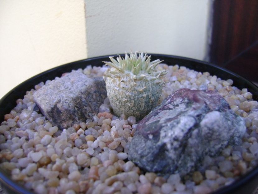 Pachypodium enigmaticum - Caudiciforme si bulbi 2019 bis