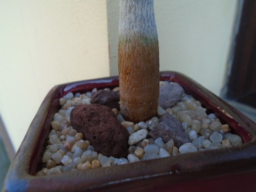Pseudobombax ellipticum - Caudiciforme si bulbi 2019 bis