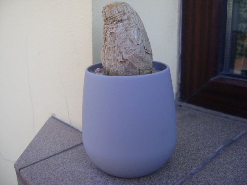 Phylanthus mirabilis - Caudiciforme si bulbi 2019 bis