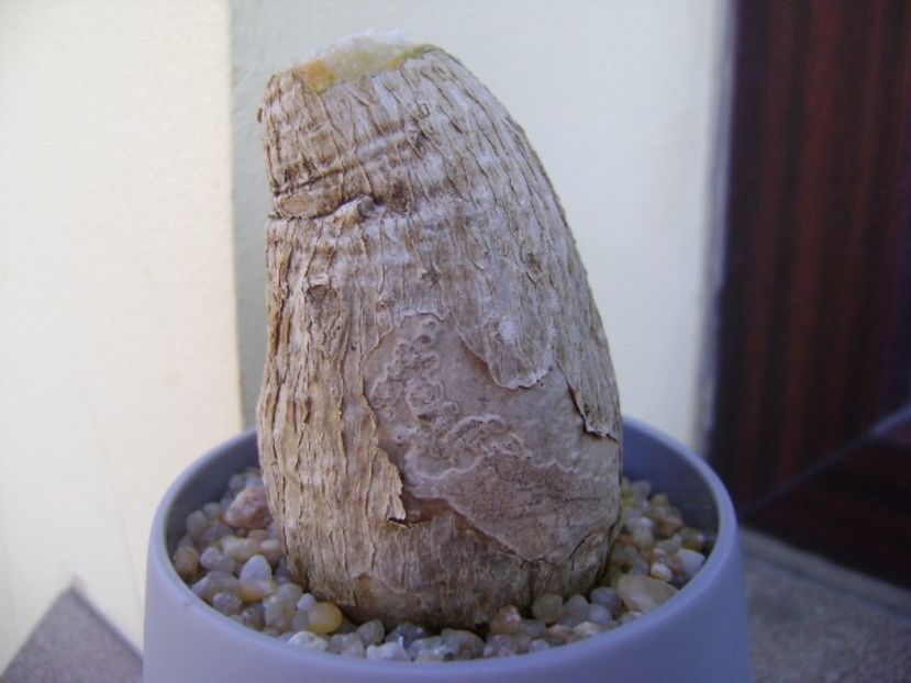 Phylanthus mirabilis - Caudiciforme si bulbi 2019 bis