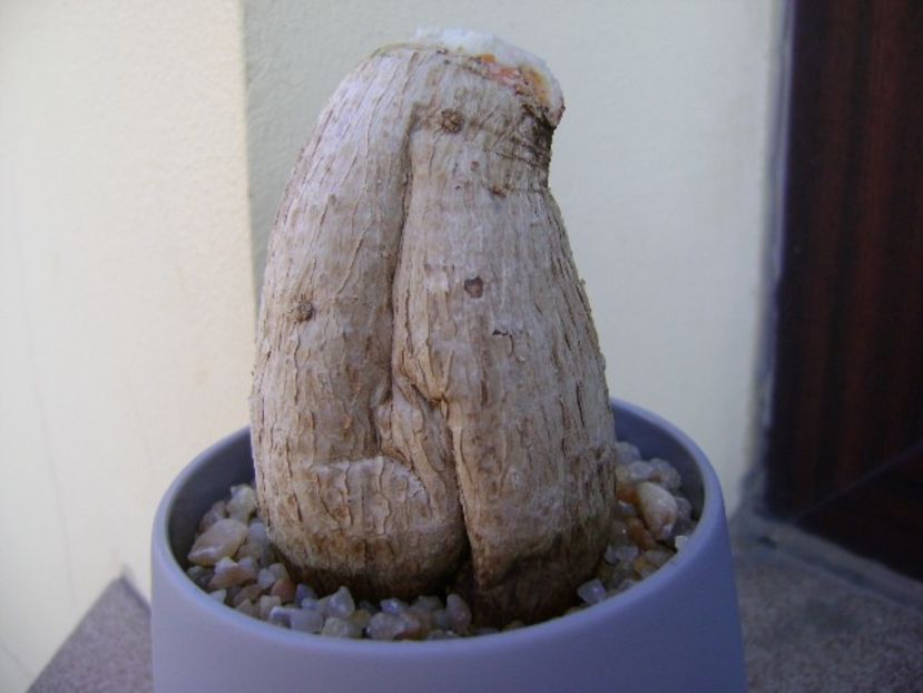 Phylanthus mirabilis - Caudiciforme si bulbi 2019 bis