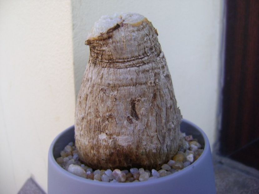 Phylanthus mirabilis - Caudiciforme si bulbi 2019 bis