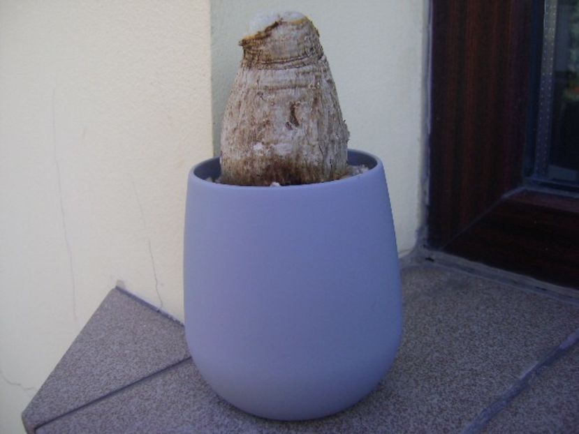 Phylanthus mirabilis - Caudiciforme si bulbi 2019 bis