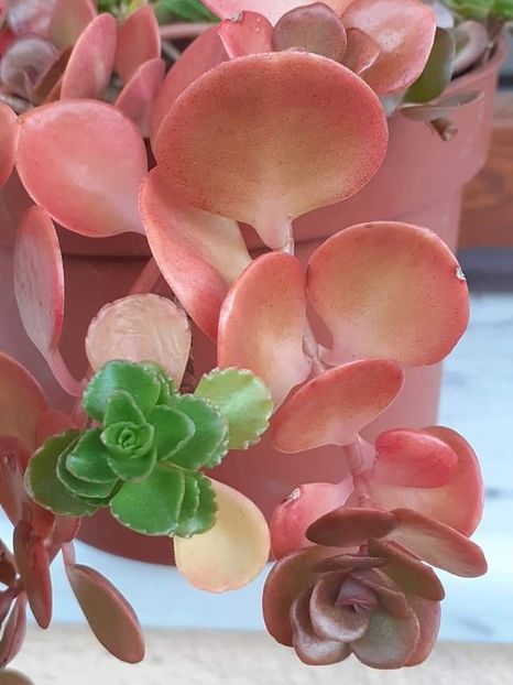  - Sedum