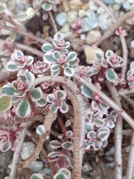  - Sedum