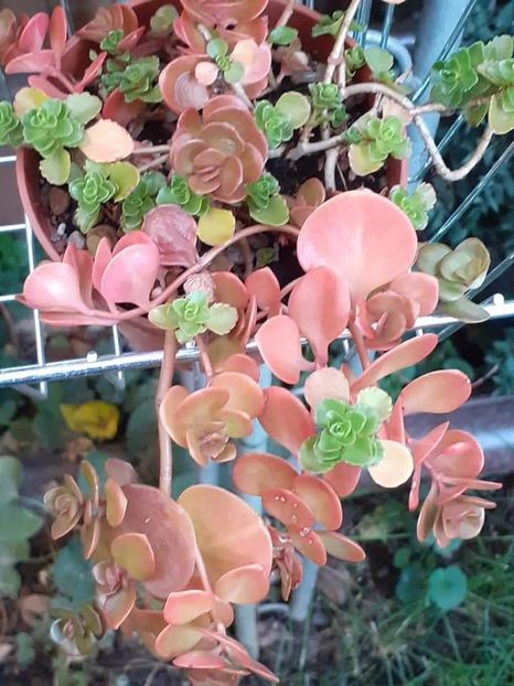  - Sedum