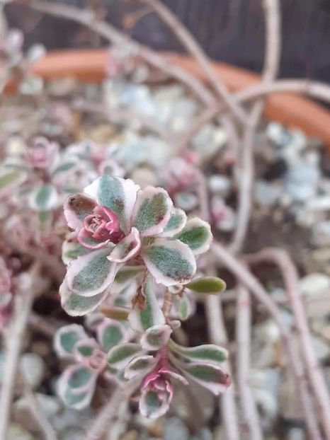  - Sedum