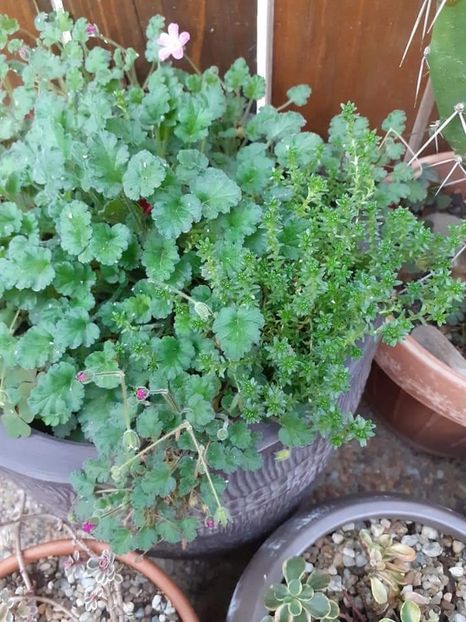  - Sedum