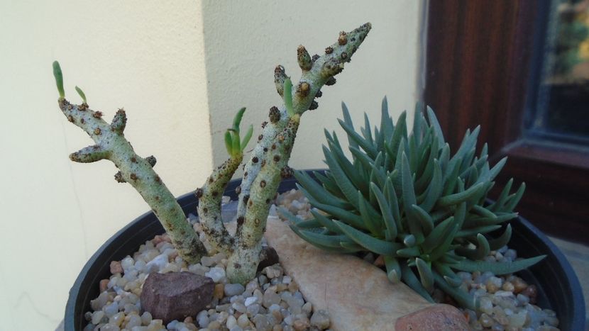 Marlothistella ubiondalensis & Tylecodon bucholzianus - Caudiciforme si bulbi 2019 bis
