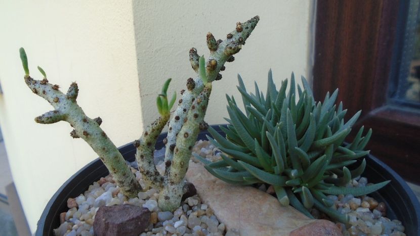 Marlothistella ubiondalensis & Tylecodon bucholzianus - Caudiciforme si bulbi 2019 bis