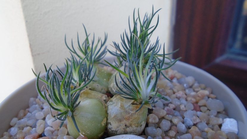 Ornithogalum sardienii - Caudiciforme si bulbi 2019 bis