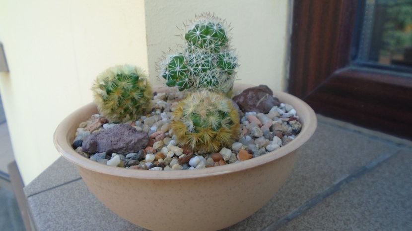 Grup de 3 Mammillaria - Cactusi 2019 bis bis