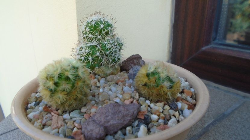 Grup de 3 Mammillaria - Cactusi 2019 bis bis