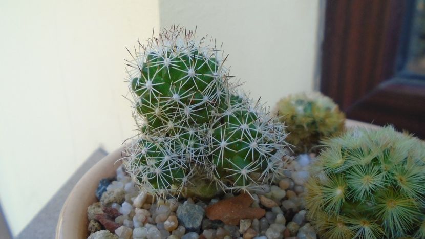 Mammillaria sphacelata - Cactusi 2019 bis bis