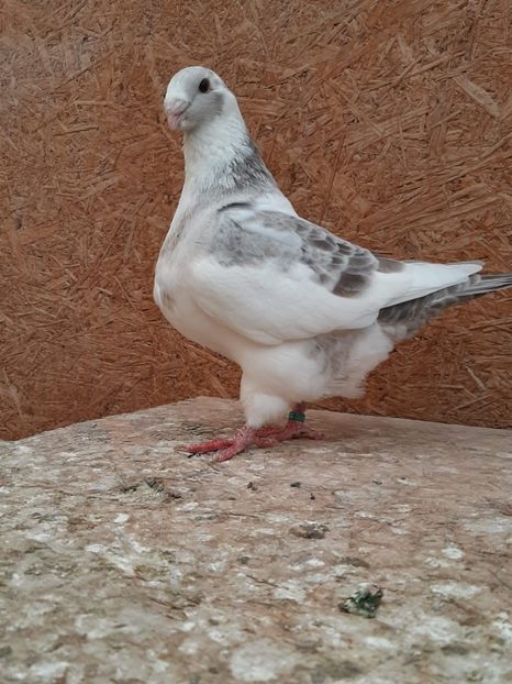 AGH - Tineret AGH 2019