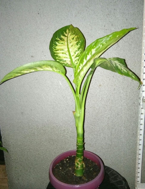 - 1 Plante disponibile
