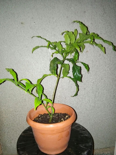  - 1 Plante disponibile