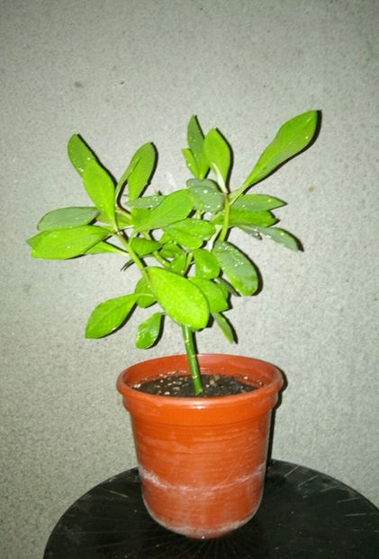  - 1 Plante disponibile