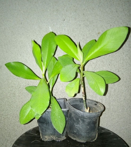  - 1 Plante disponibile