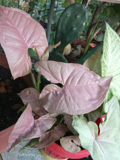  - 1 Plante disponibile