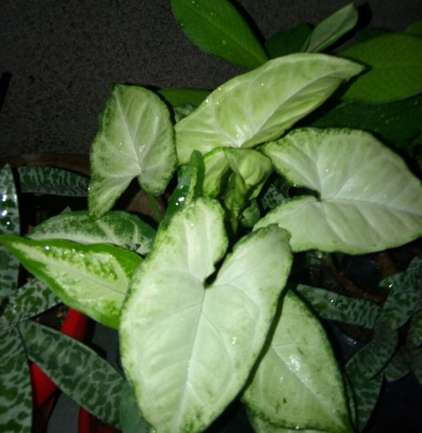 - 1 Plante disponibile
