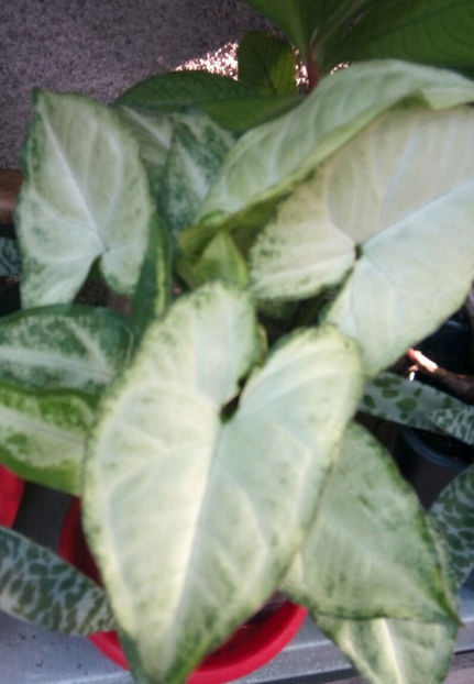  - 1 Plante disponibile