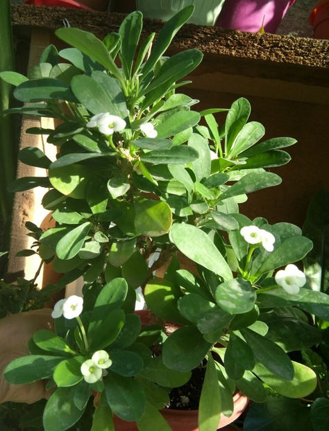  - 1 Plante disponibile