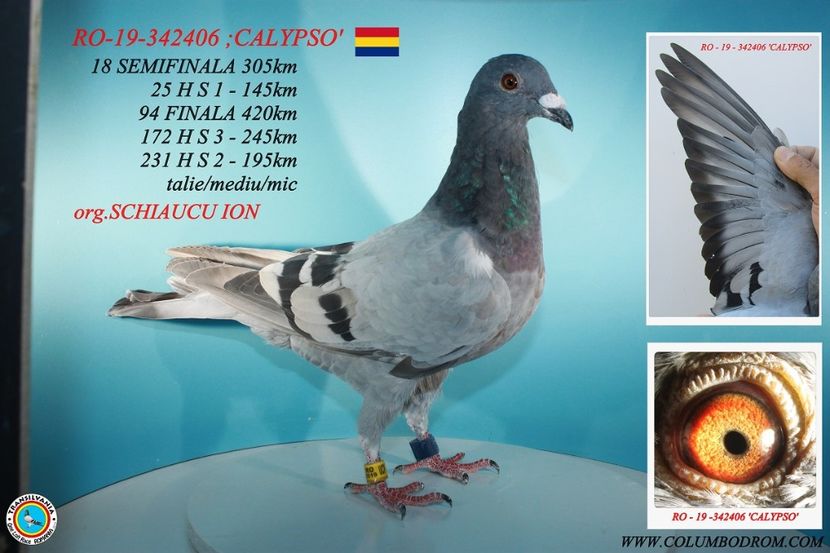 Columb-Transilvania-RO-342406-2019-foto - F Calypso