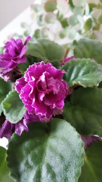  - Violete 2019
