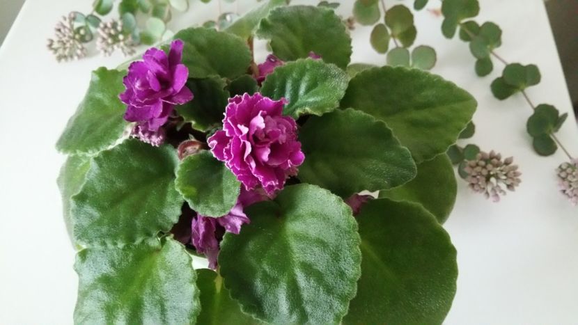 - Violete 2019