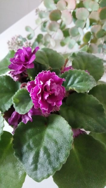  - Violete 2019
