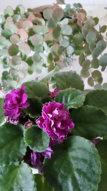  - Violete 2019