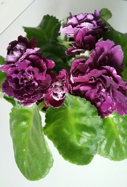 20191007_160823-1 - Violete 2019