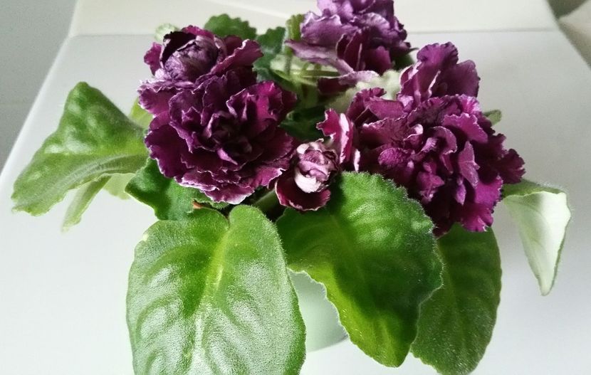 20191007_160641-1 - Violete 2019
