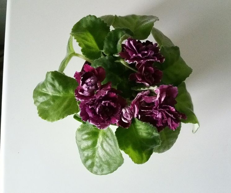 20191007_160647-1 - Violete 2019