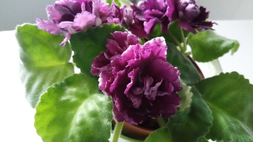  - Violete 2019