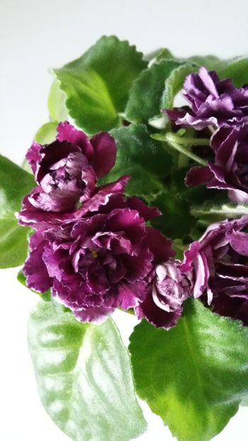  - Violete 2019